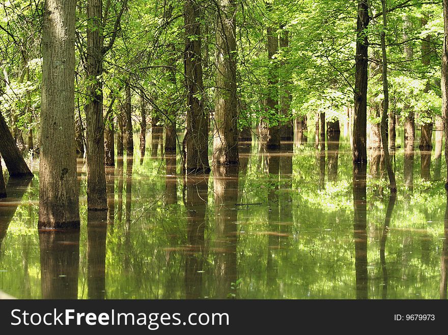 Tree reflections in water image