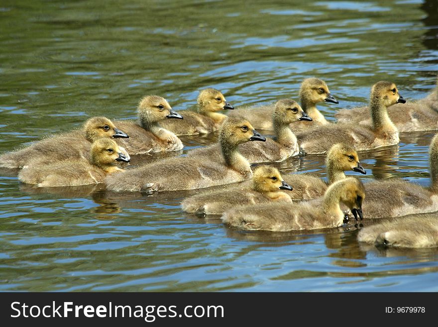 Some young  goslings swimming in a pond