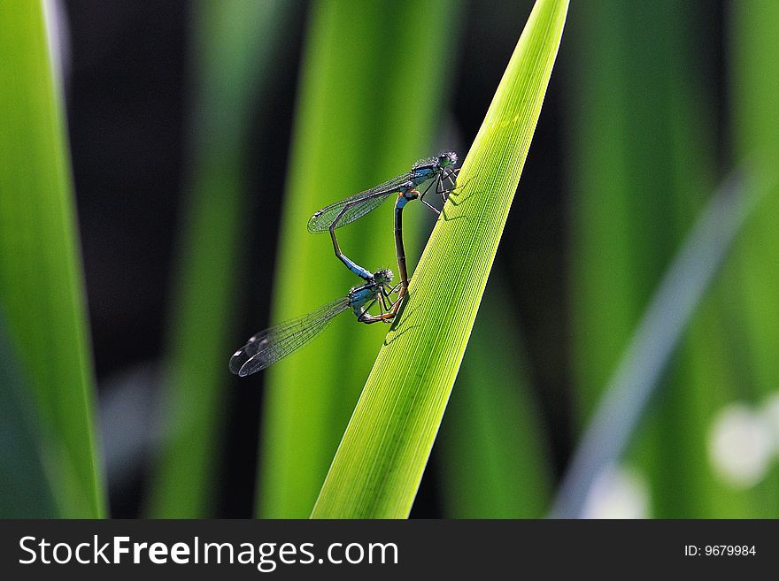 Dragon-Fly couple on a leaf