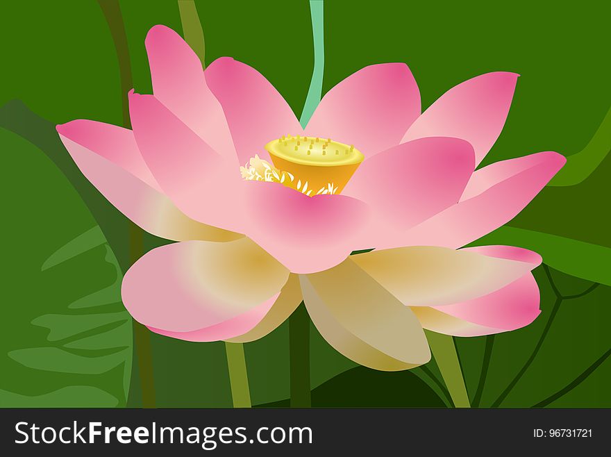 Flower, Lotus, Sacred Lotus, Aquatic Plant