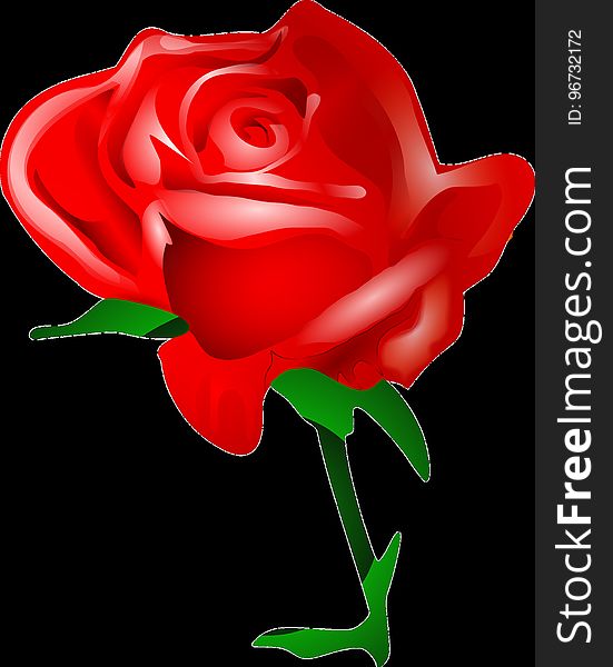 Flower, Red, Garden Roses, Rose Family