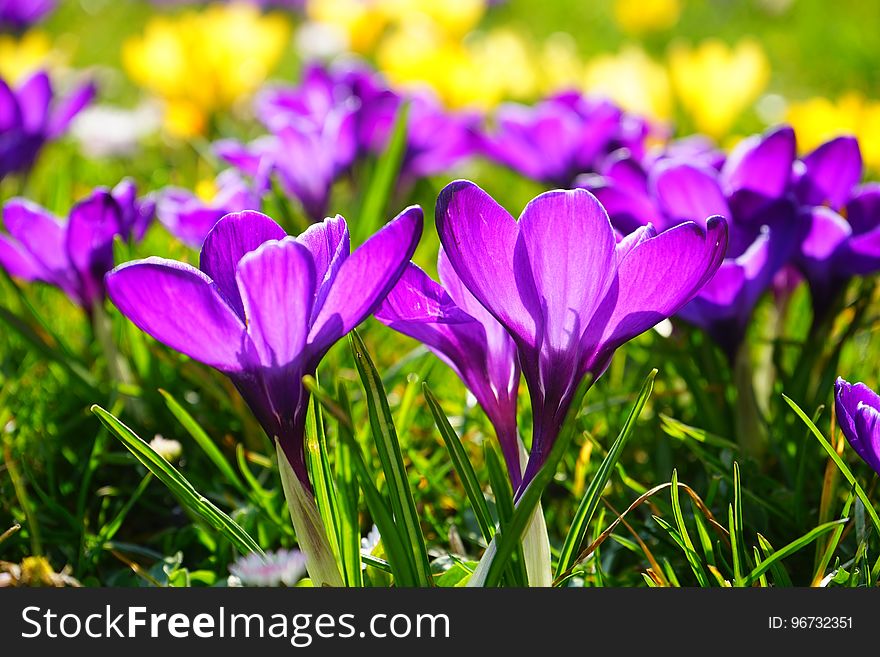 Flower, Crocus, Plant, Flowering Plant