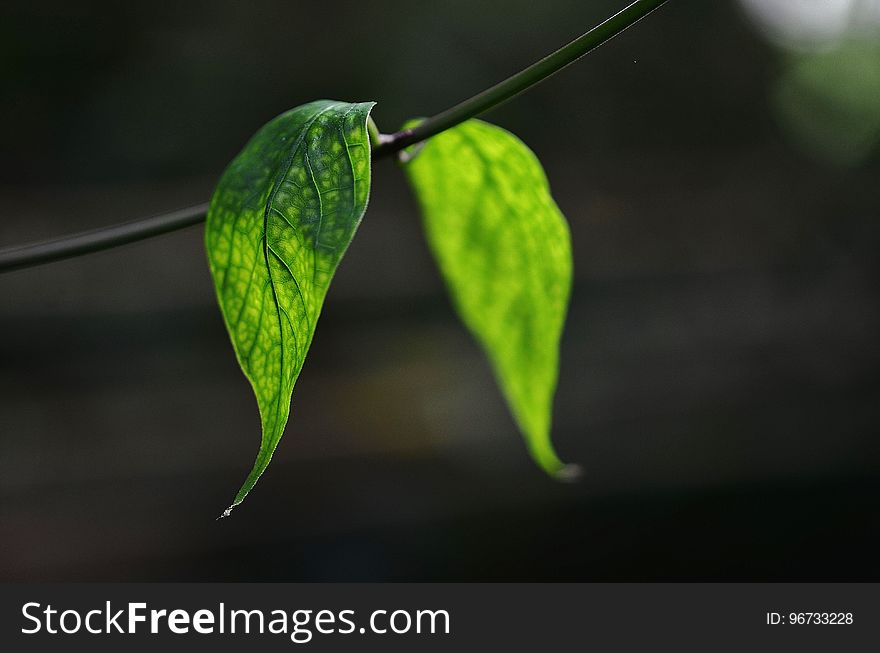 Leaf, Green, Water, Close Up