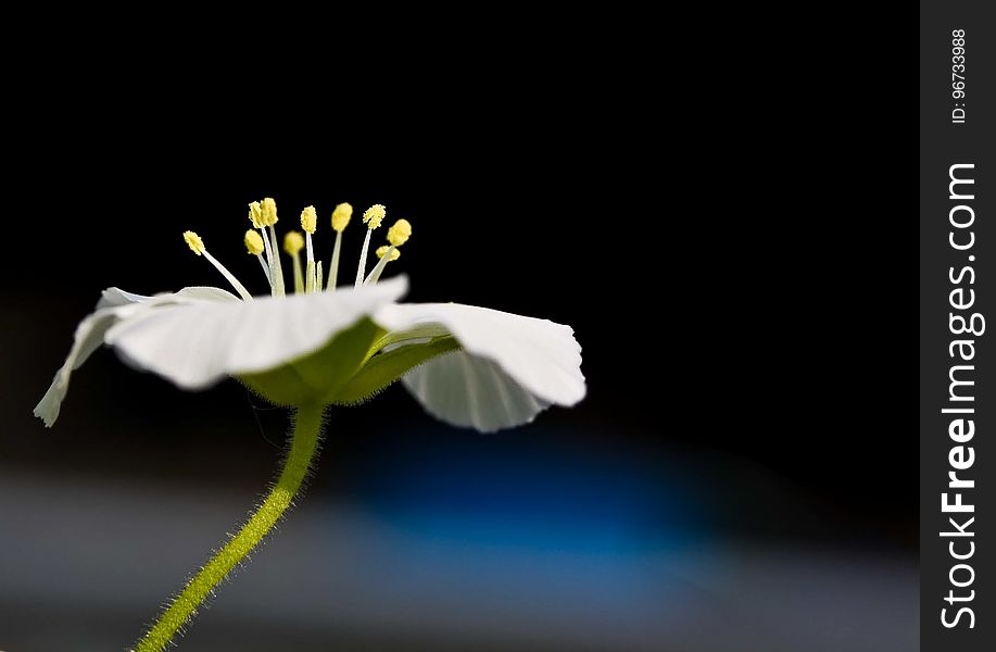 Flower, Flora, Close Up, Plant