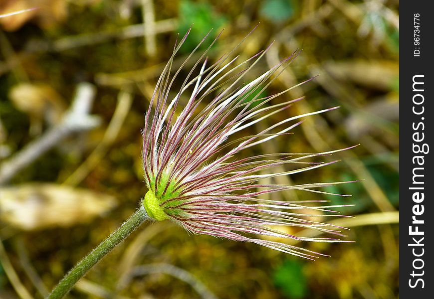 Flora, Plant, Close Up, Grass Family