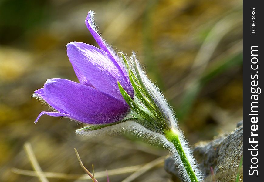 Flower, Flora, Plant, Purple