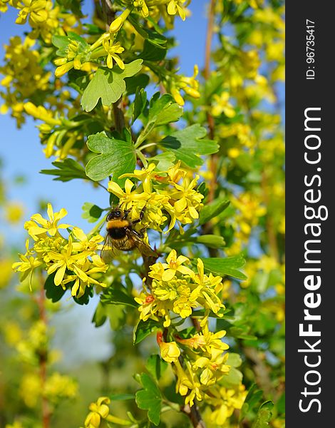 Yellow, Flora, Pollinator, Bee