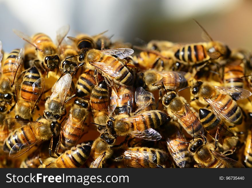 Bee, Insect, Honey Bee, Invertebrate