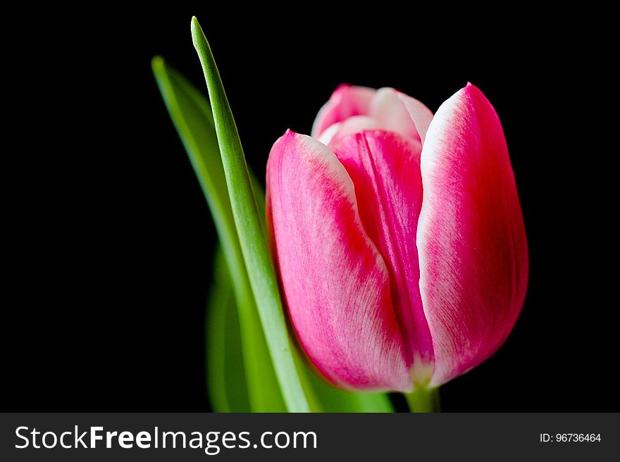 Flower, Tulip, Close Up, Bud