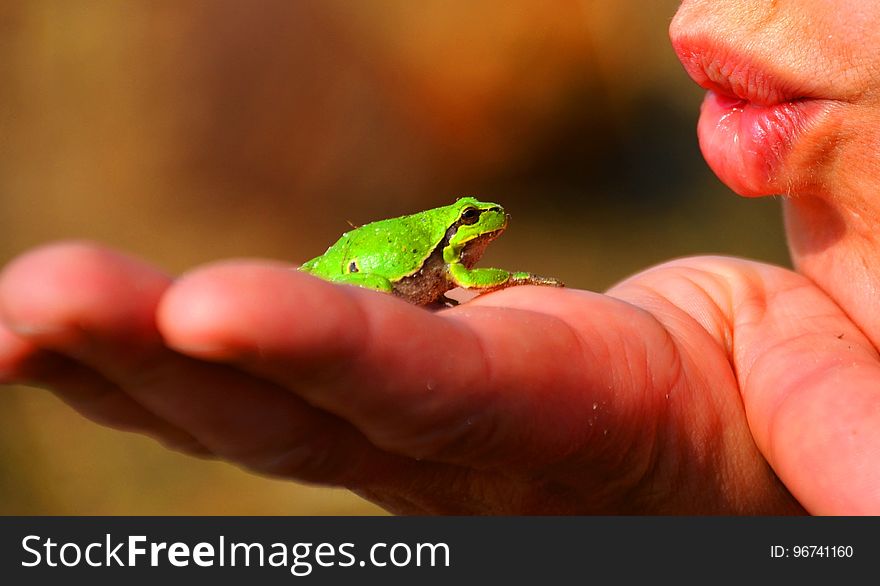 Fauna, Tree Frog, Dactyloidae, Close Up