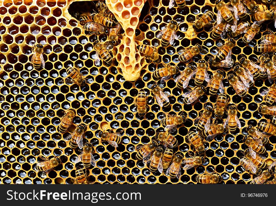 Honey Bee, Bee, Honeycomb, Invertebrate