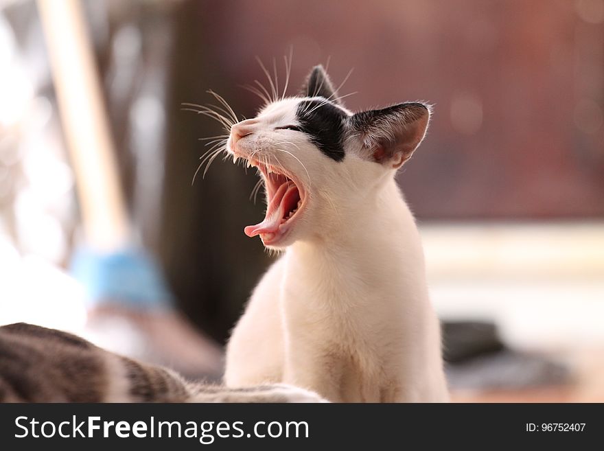 Cat, Facial Expression, Small To Medium Sized Cats, Yawn
