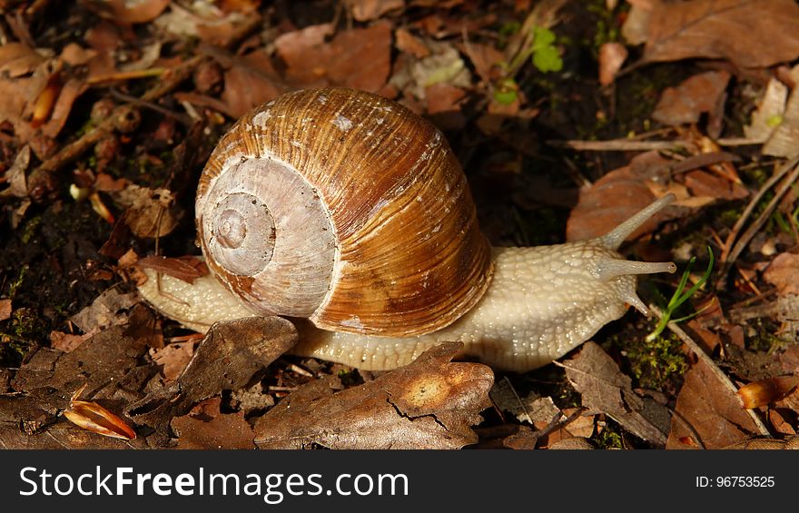 Snail, Snails And Slugs, Molluscs, Terrestrial Animal