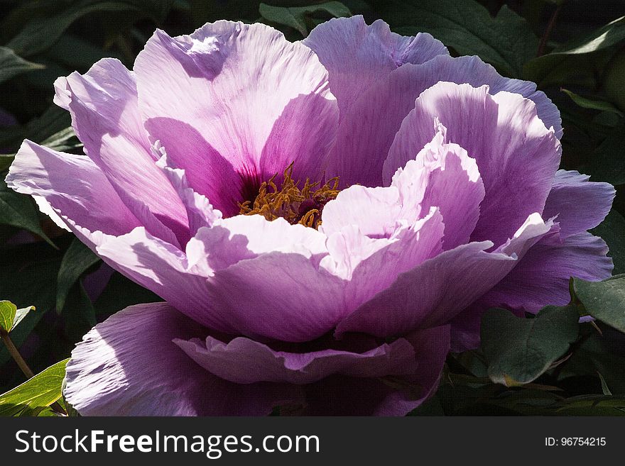 Flower, Plant, Purple, Pink