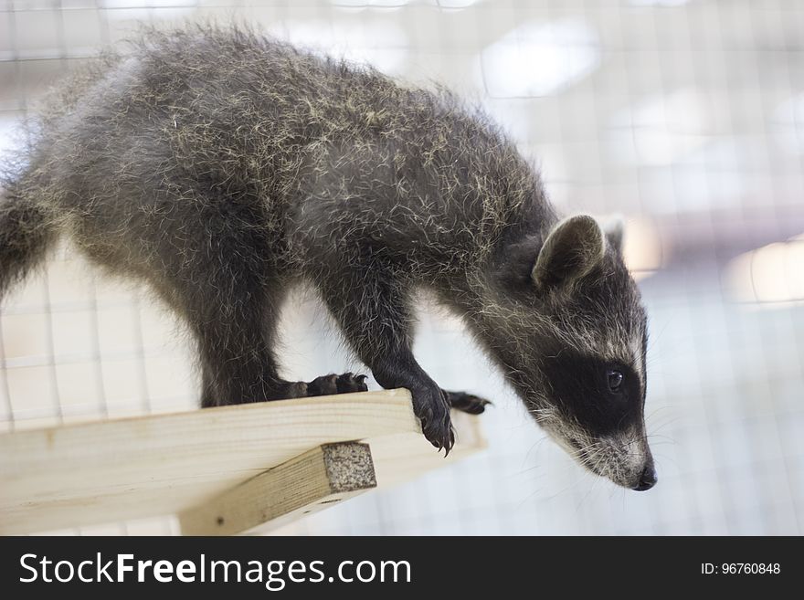 A small raccoon stands on a stand