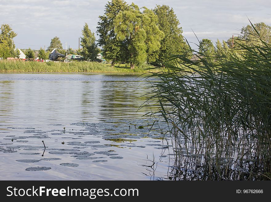 Reed and water lilies on the river bank. Reed and water lilies on the river bank