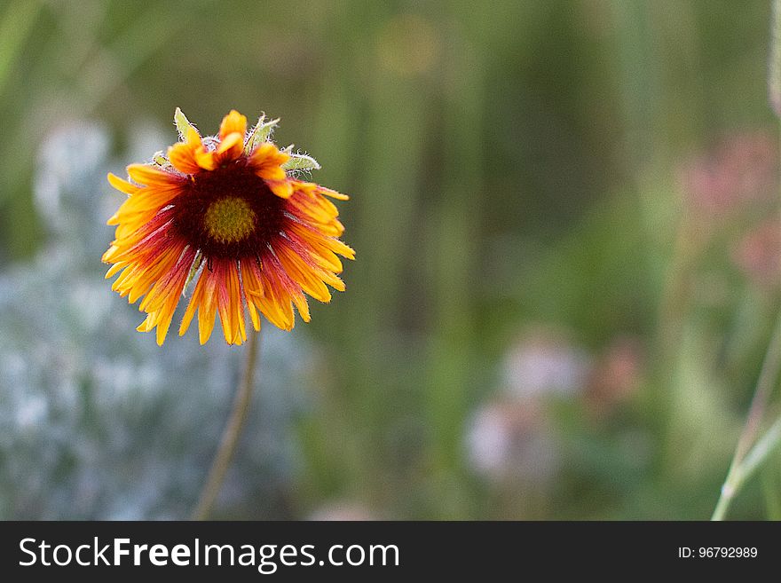 Sad Times For Blanket Flower