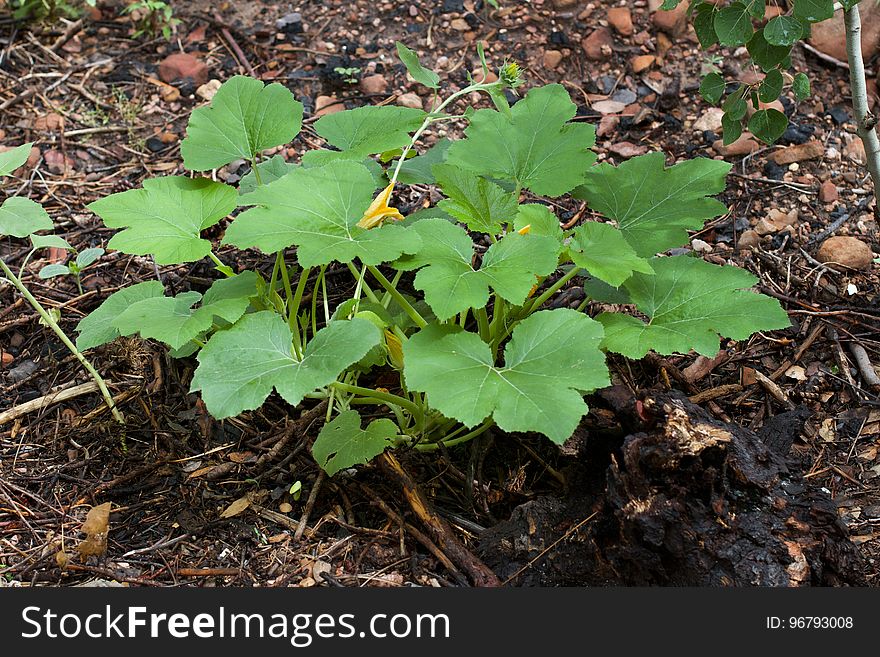 is one I dod not plant. This one is growing out of compost I spread under the aspen trees. All the squash I planted died. ... is one I dod not plant. This one is growing out of compost I spread under the aspen trees. All the squash I planted died.