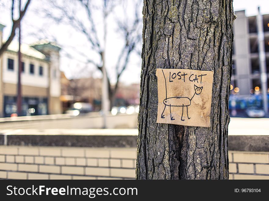 Macro Photography Of Brown And Black Lost Cat Signage On Black Bare Tree