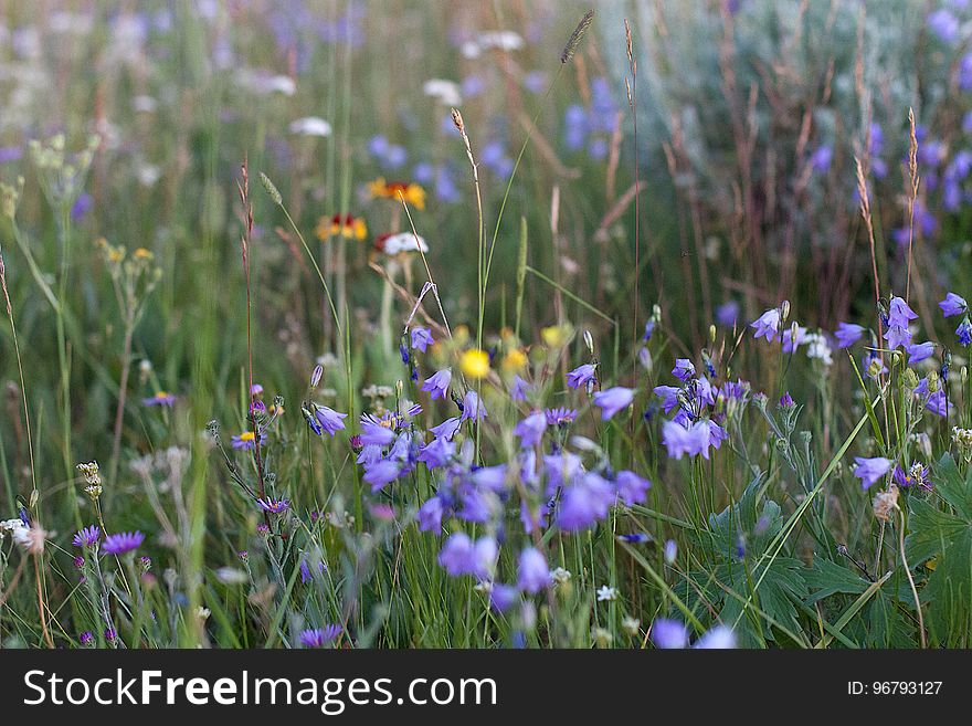 Fields Of Wild Flowers