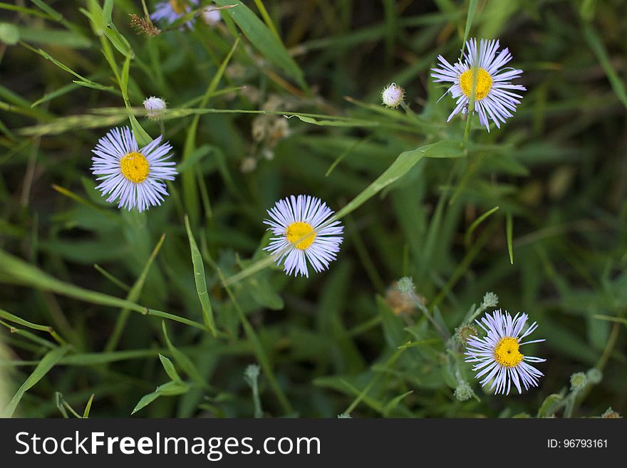 Flowers In The Grass