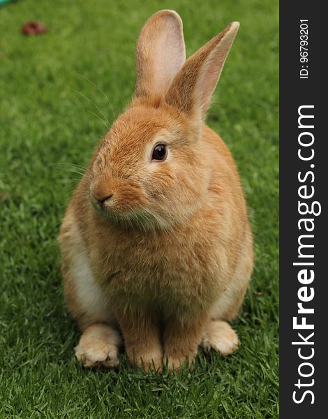 Close-up Of Rabbit On Field