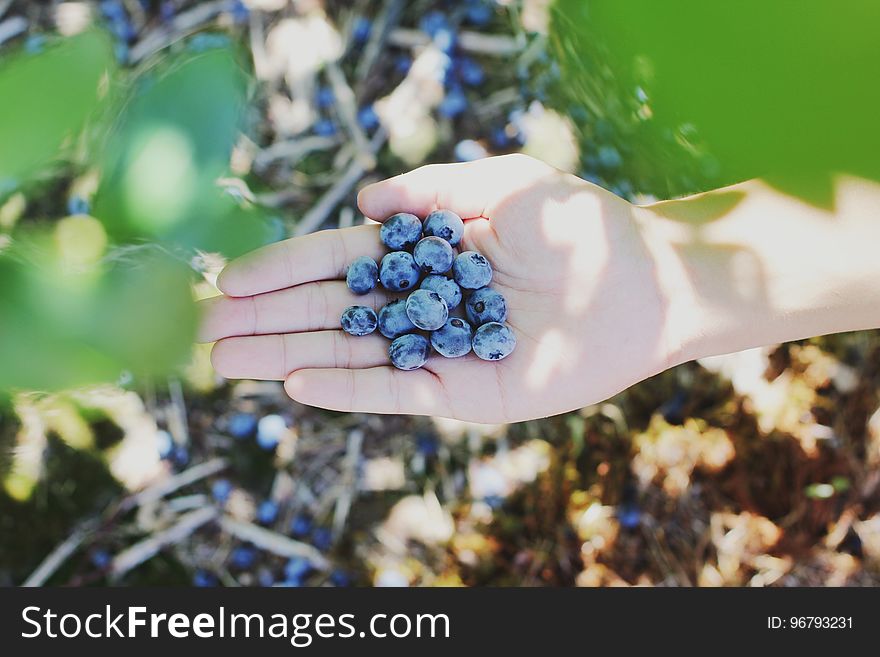 Bunch Blue Berries