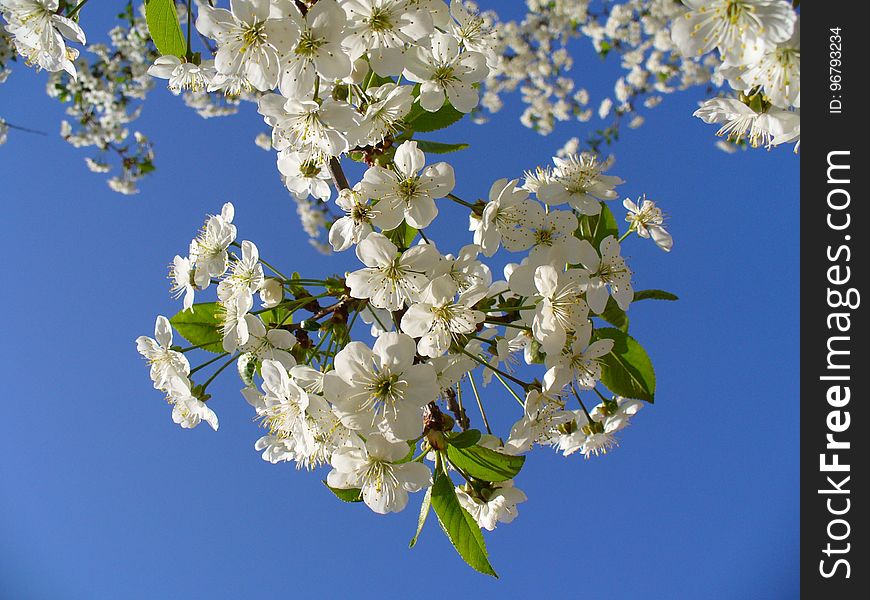 White Clustered Flower