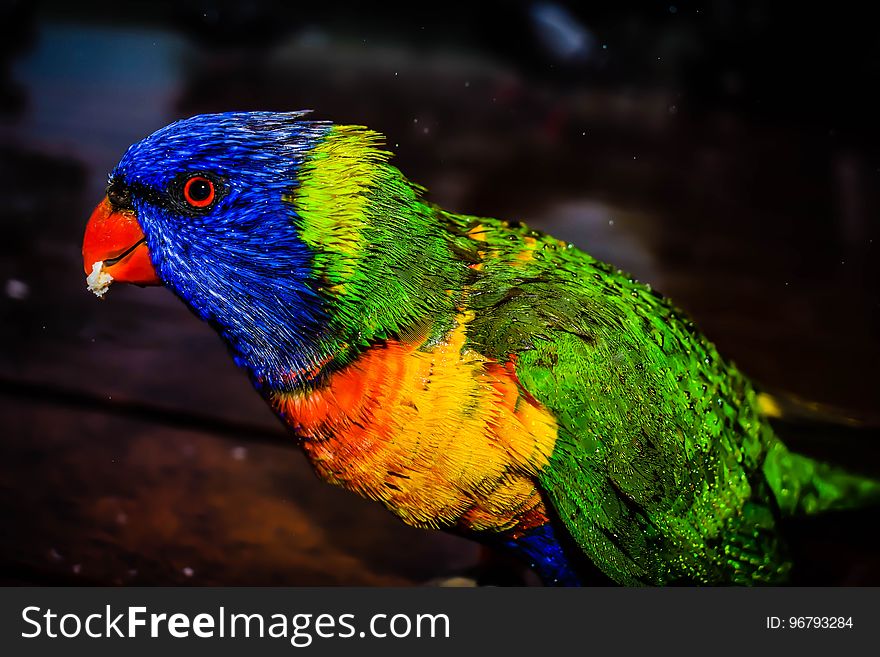 Macaw Bird Standing on Brown Wooden Table during Night Time