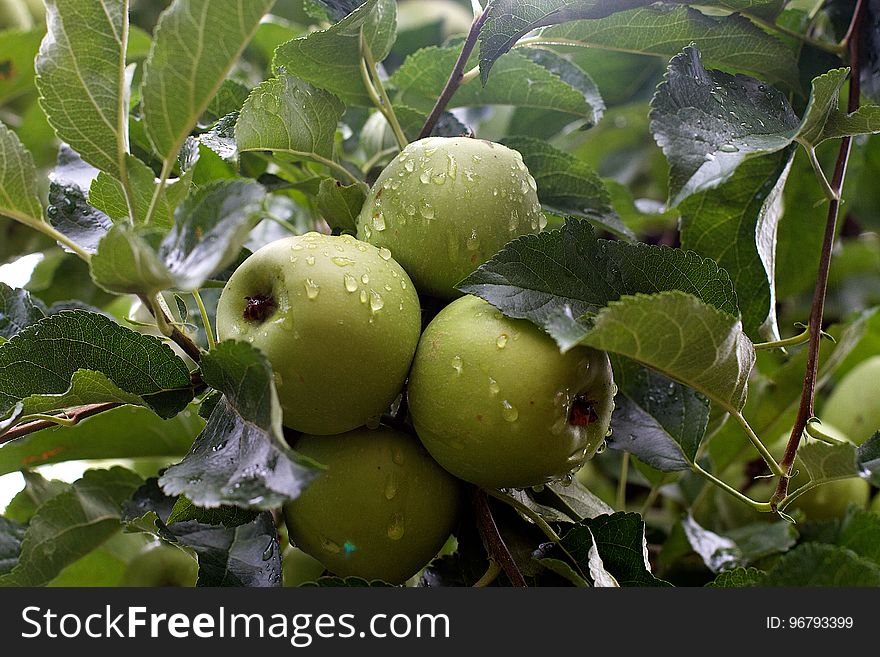 Rain Washed Apples