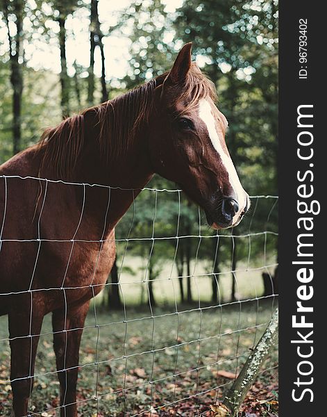 Brown Horse Behind Stainless Steel Fence Far from Trees