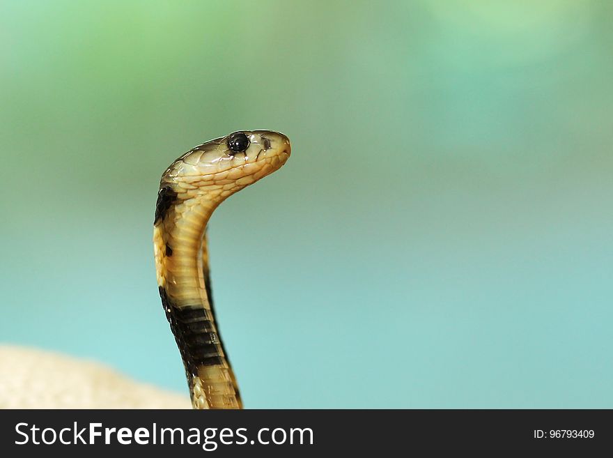 Close Up Photography of Snake