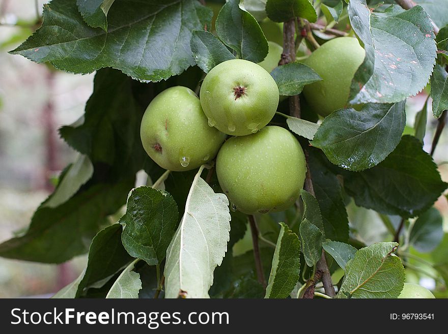 Clumps Of Apples