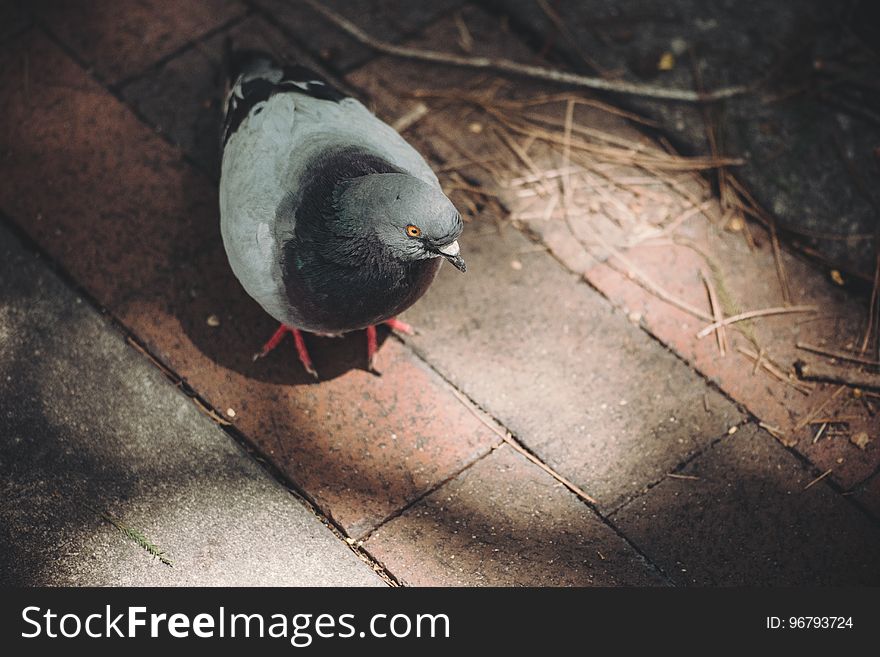 Black White Pigeon on Brown Floortile during Daytime
