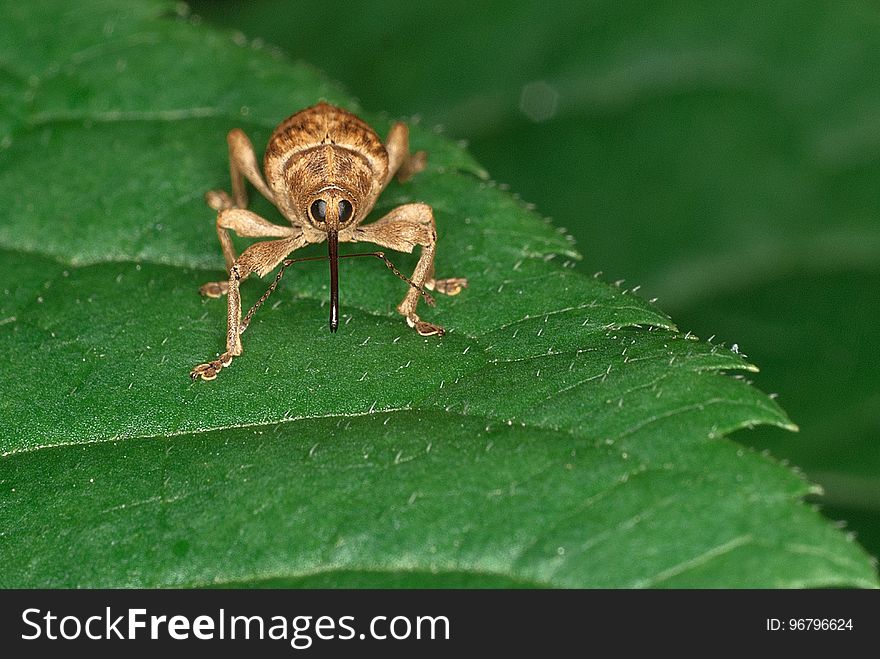 Insect, Invertebrate, Araneus, Macro Photography