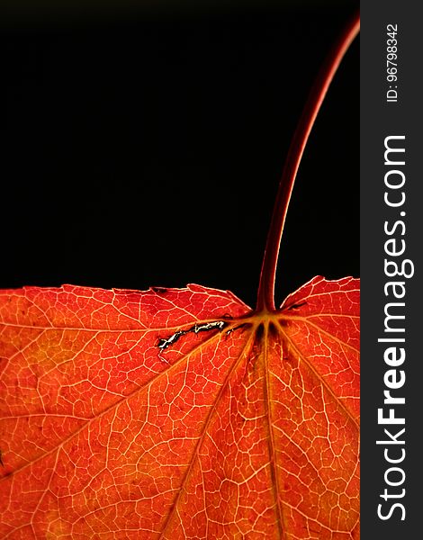 Leaf, Orange, Close Up, Macro Photography