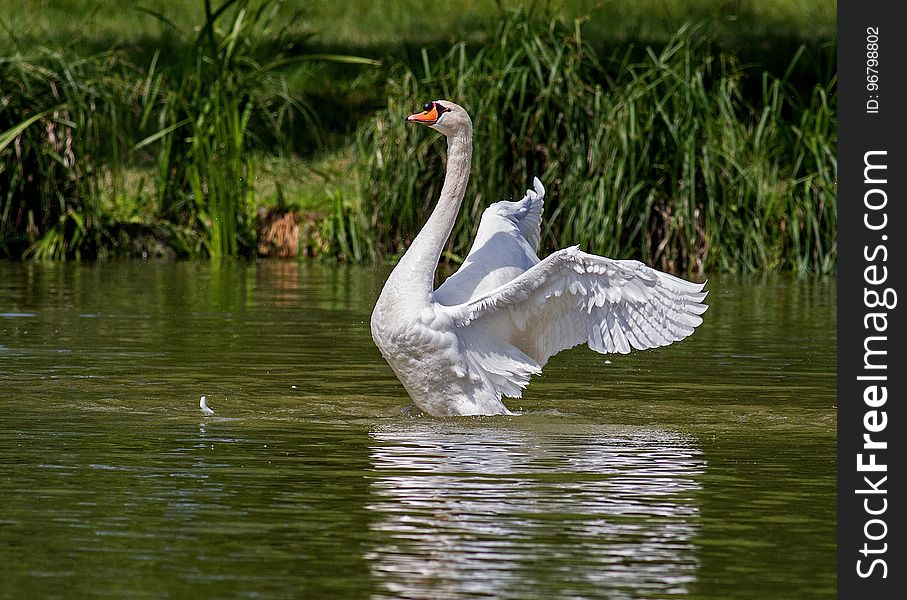 Bird, Water Bird, Swan, Fauna