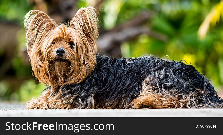 Dog, Dog Like Mammal, Dog Breed, Australian Silky Terrier