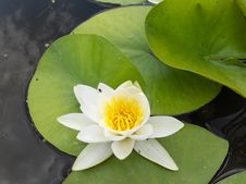 Water Lily Stock Photography