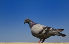 Pigeon Royalty Free Stock Image