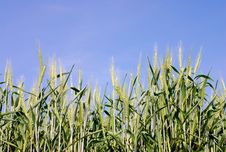 Wheat Fields Stock Photography Wheat Fields Stock Photography