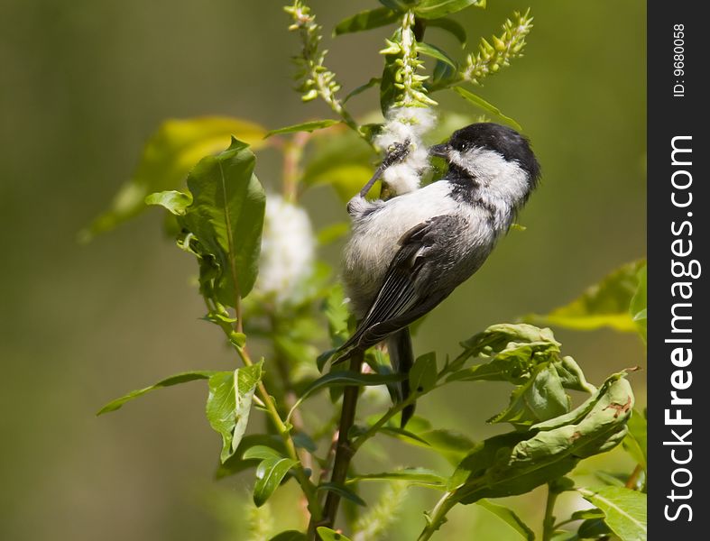 Beautiful coal tit eating on a branch. Beautiful coal tit eating on a branch