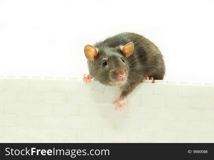 Funny Rat
