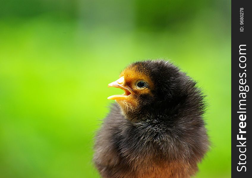 A chicken isolated on a green color