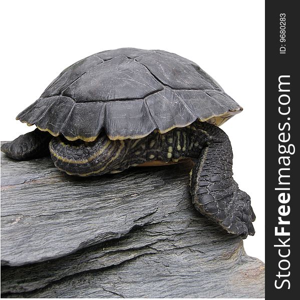 Close-up of a turtle-shell on a slate rock, isolated on white