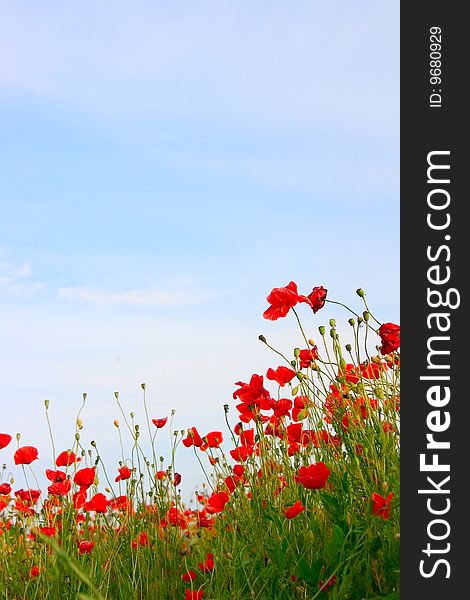 Poppy field background for your design