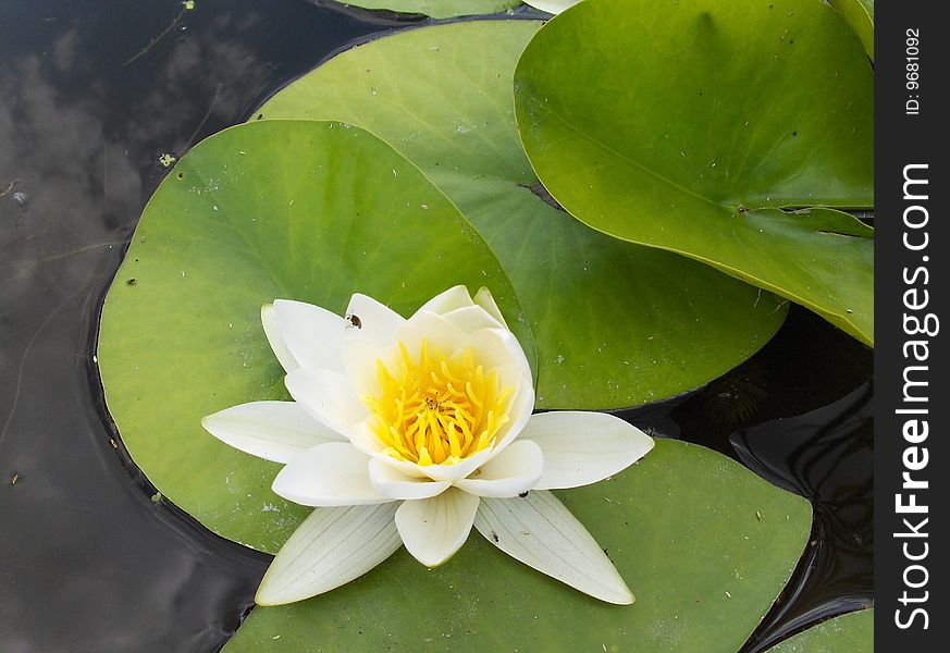 White water lily with green leaves on the water.