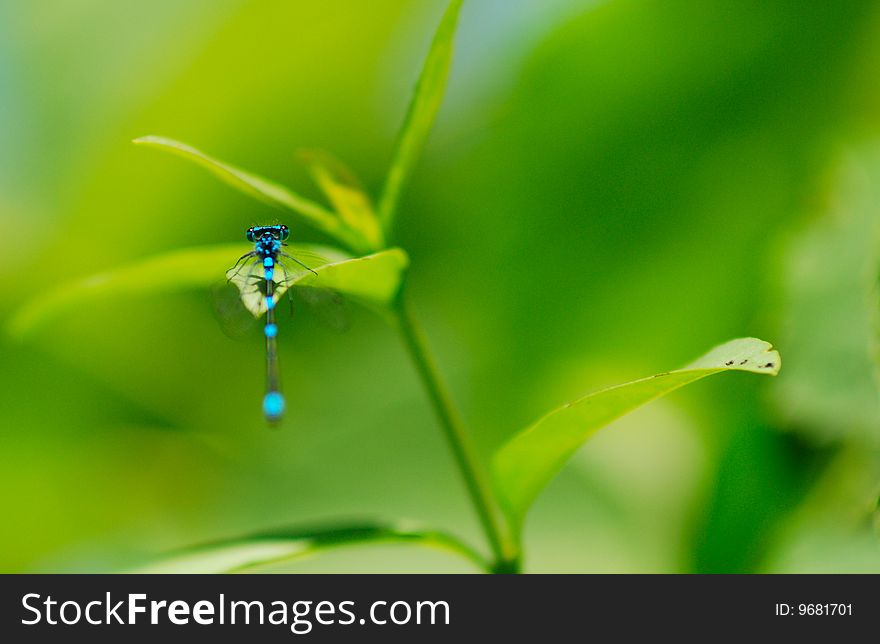 Common Blue Damselfly on very bright green background. Common Blue Damselfly on very bright green background.