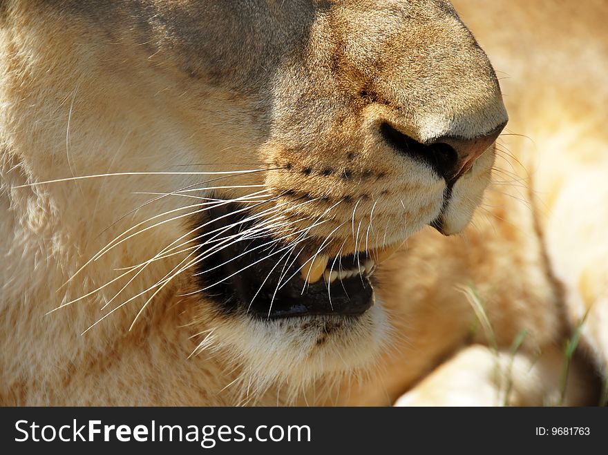 Yellow lioness nose and opened mouth closeup. Yellow lioness nose and opened mouth closeup
