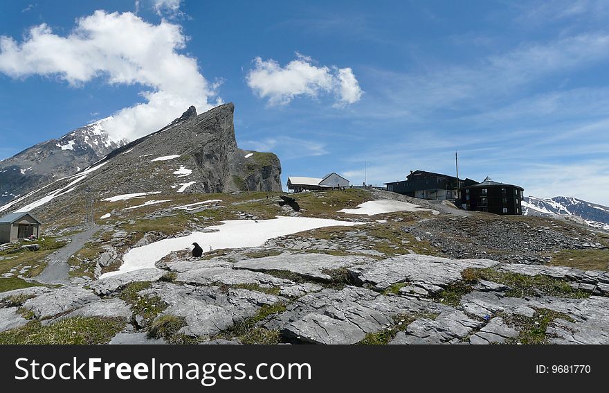 Crows flying around in a mountain landscape